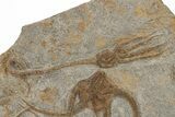 Ordovician Fossil Brittle Stars and Cystoid Plate - Morocco #221077-3